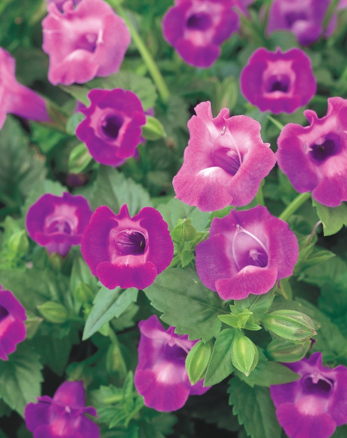 Torenia Summer Wave Large Amethysts 10" HB