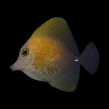 Scopas Tang