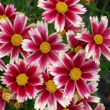 Li'l Bang Candy Stripes Coreopsis, 1 gallon