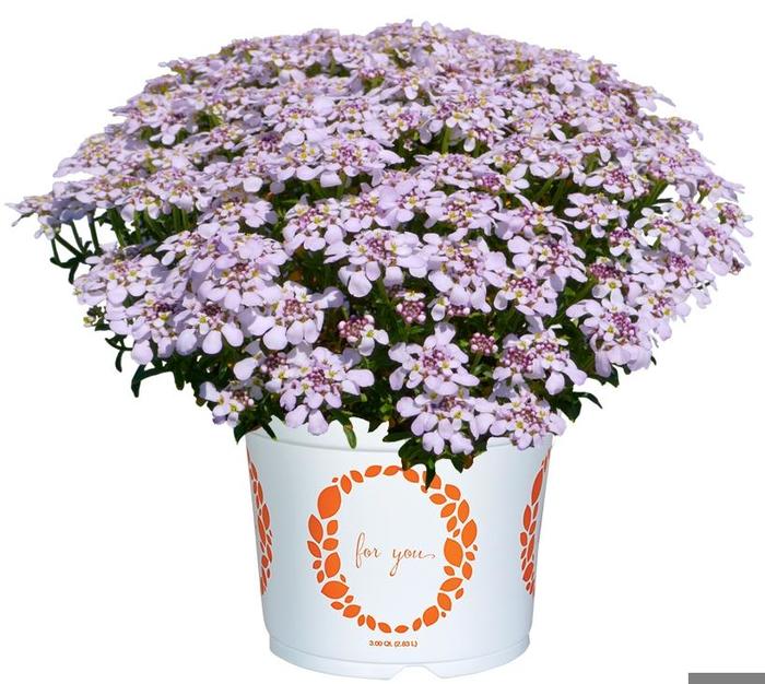 Iberis Mermaid Lavender 1 Gal
