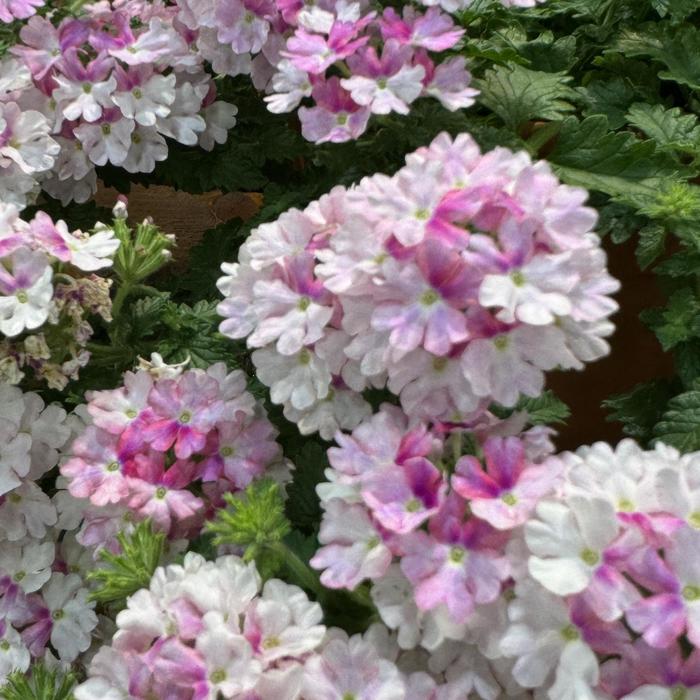 Verbena Vanessa Compact Neon Pink Quart