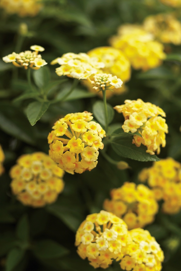 Lantana Luscious Marmalade Quart PW