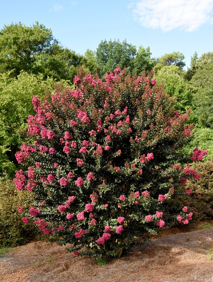 Crape Myrtle Grafted Purple Magic 15 Gal