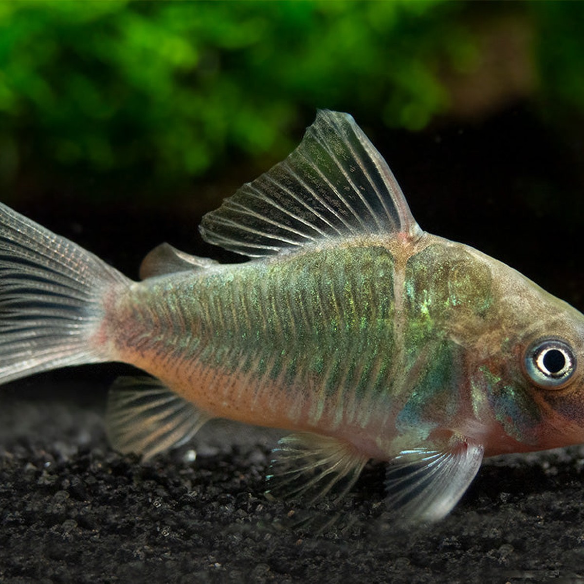 Emerald Green Cory