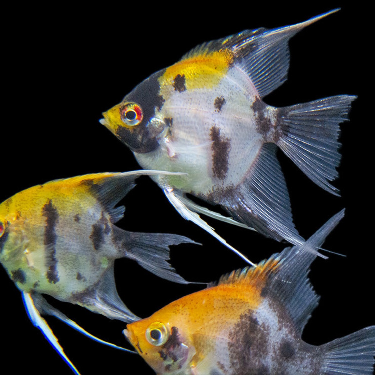 Koi Angel