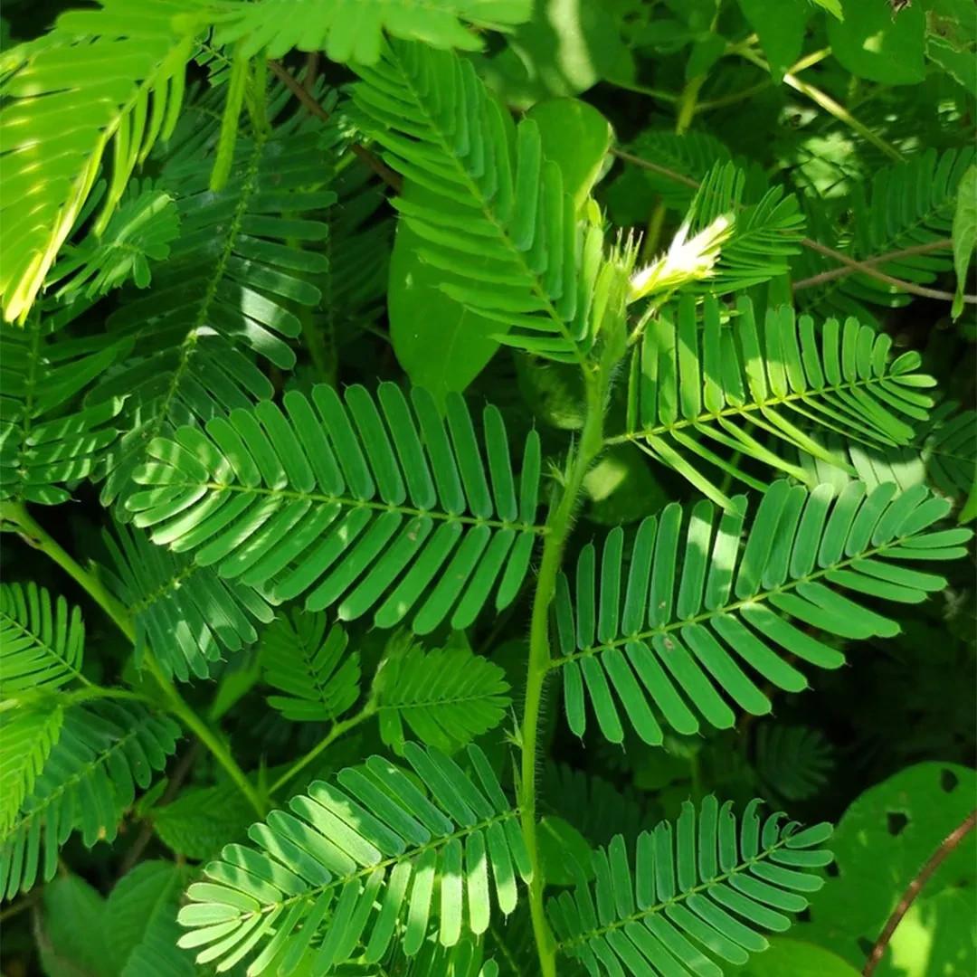 Mimosa Pudica - 1x Mini Plug - Sensitive Plant - Interesting Moving Plant