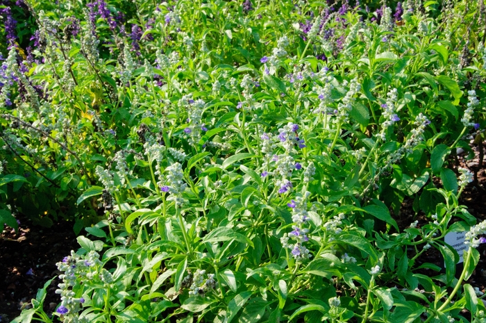 Salvia Sallyfun Blue Lagoon 1 Gal