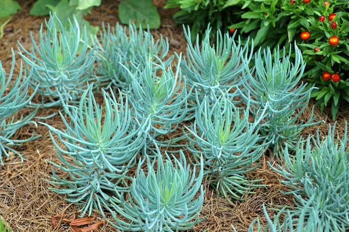 Senecio Orange Flame Quart