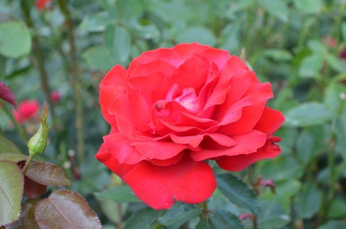 Drift Rose Red 3 Gal