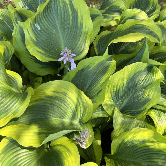 Hosta August Moon 1 Gal