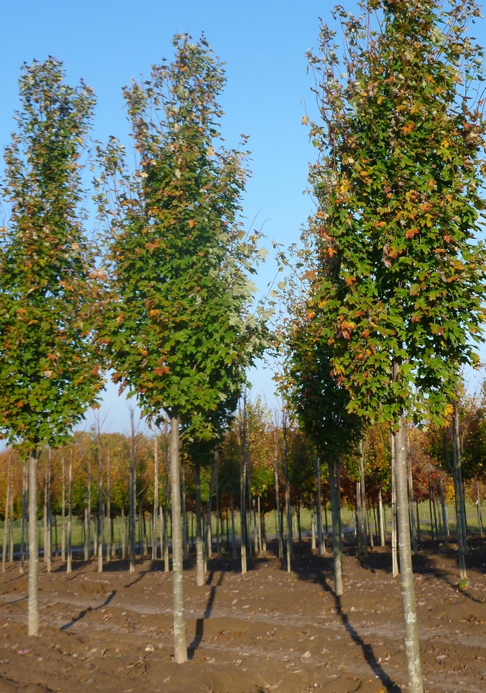 Red Maple Autumn Blaze 45 Gal