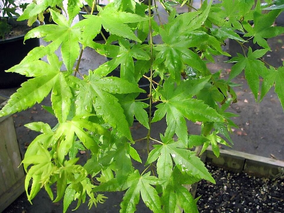 Acer Palmatum 'Sango Kaku'