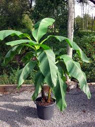 Japanese Hardy Banana (Musa), 5 gallon