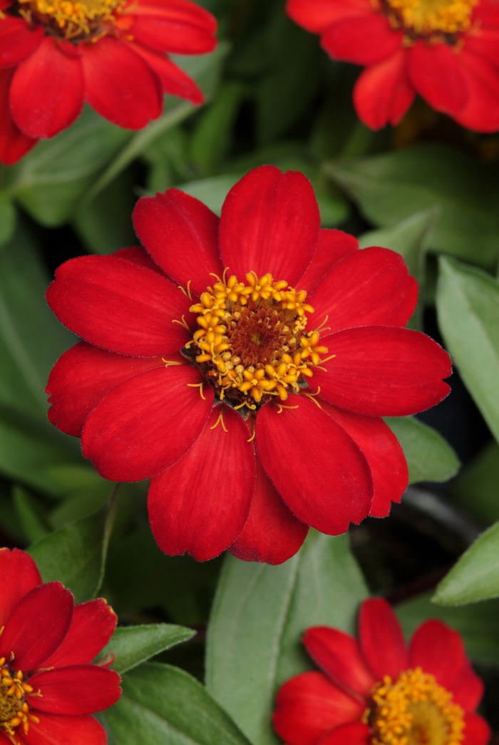 Zinnia Zahara Sunburst Quart
