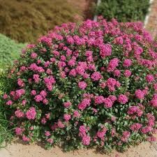 Pokomoke Crapemyrtle (Lagerstroemia), 3 gallon