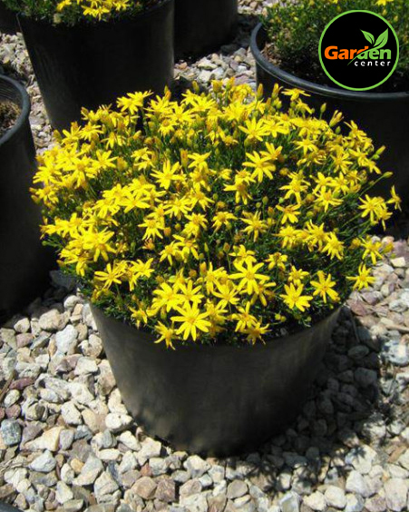 Damianita at Garden Center of Las Cruces