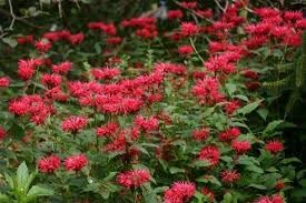Cambridge Scarlet Beebalm (Monarda), 1 gallon