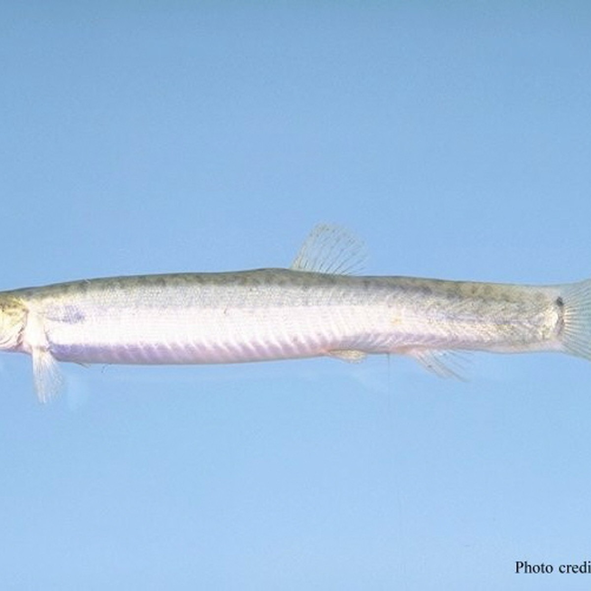 Dojo Loach