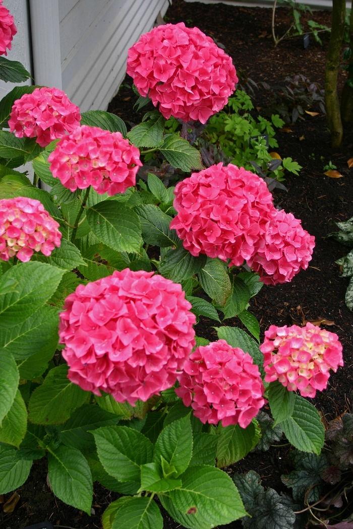 Hydrangea Endless Summer Summer Crush 7 Gal