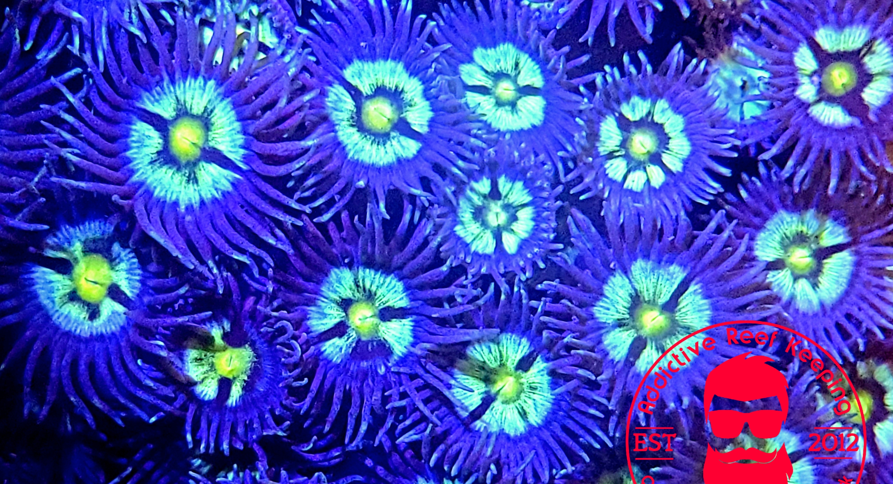 2 PACK Caribbean Flower Zoanthids- Marine Zoa Coral