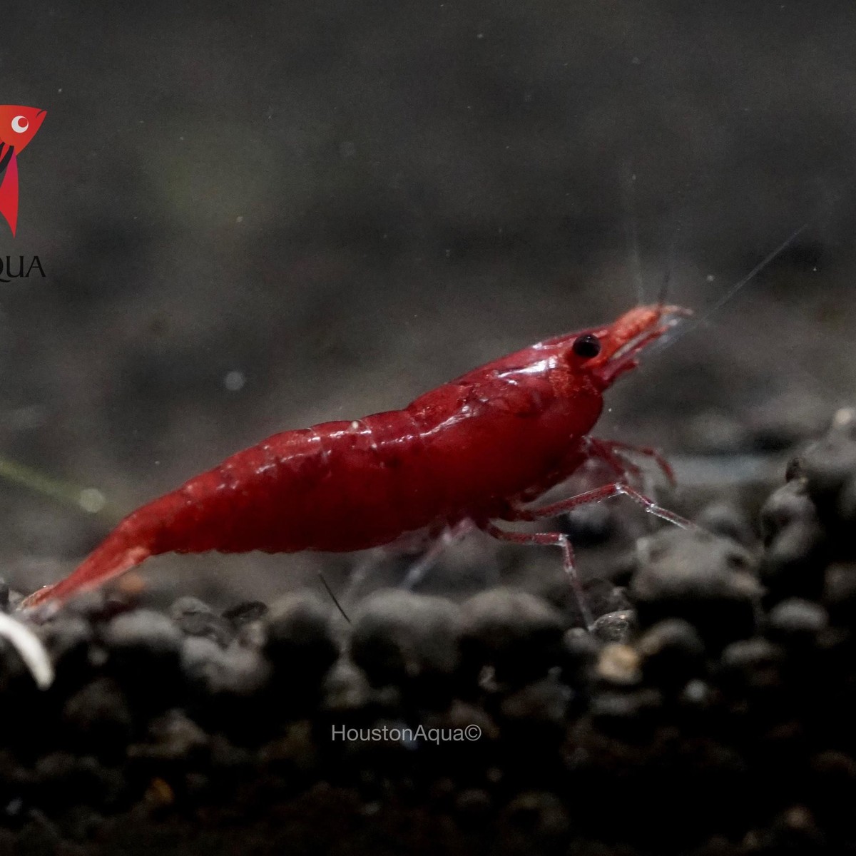 Fire Red Shrimp