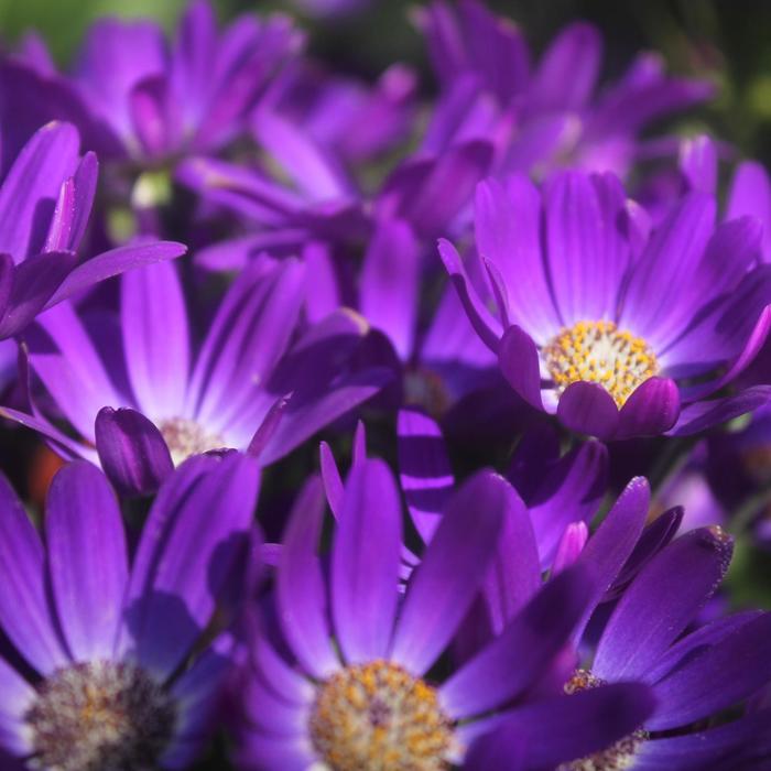 Pericallis Senetti Blue Spoon 8"