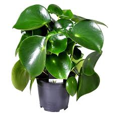 Peperomia 'Raindrop', 6"