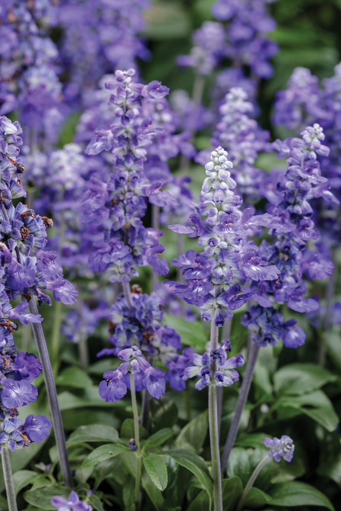Salvia Greggii Blue Note 1 Gal