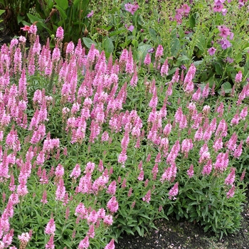 Speedwell 3 Gal