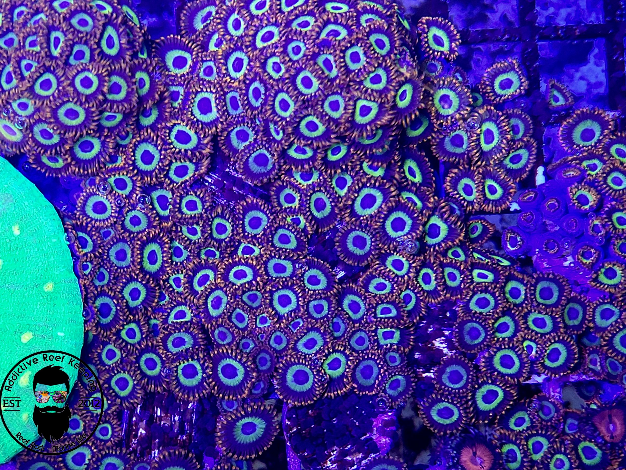 Fruit Loop Zoanthids- 3 to 5 polyps