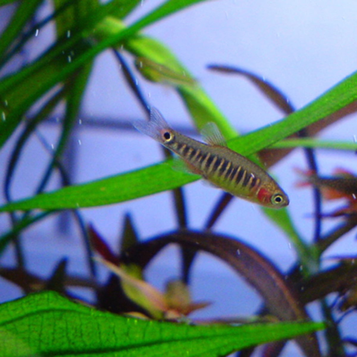 Dwarf Emerald Rasbora