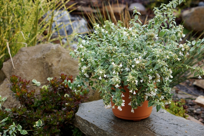 Abelia Mardi Gras 3 Gal