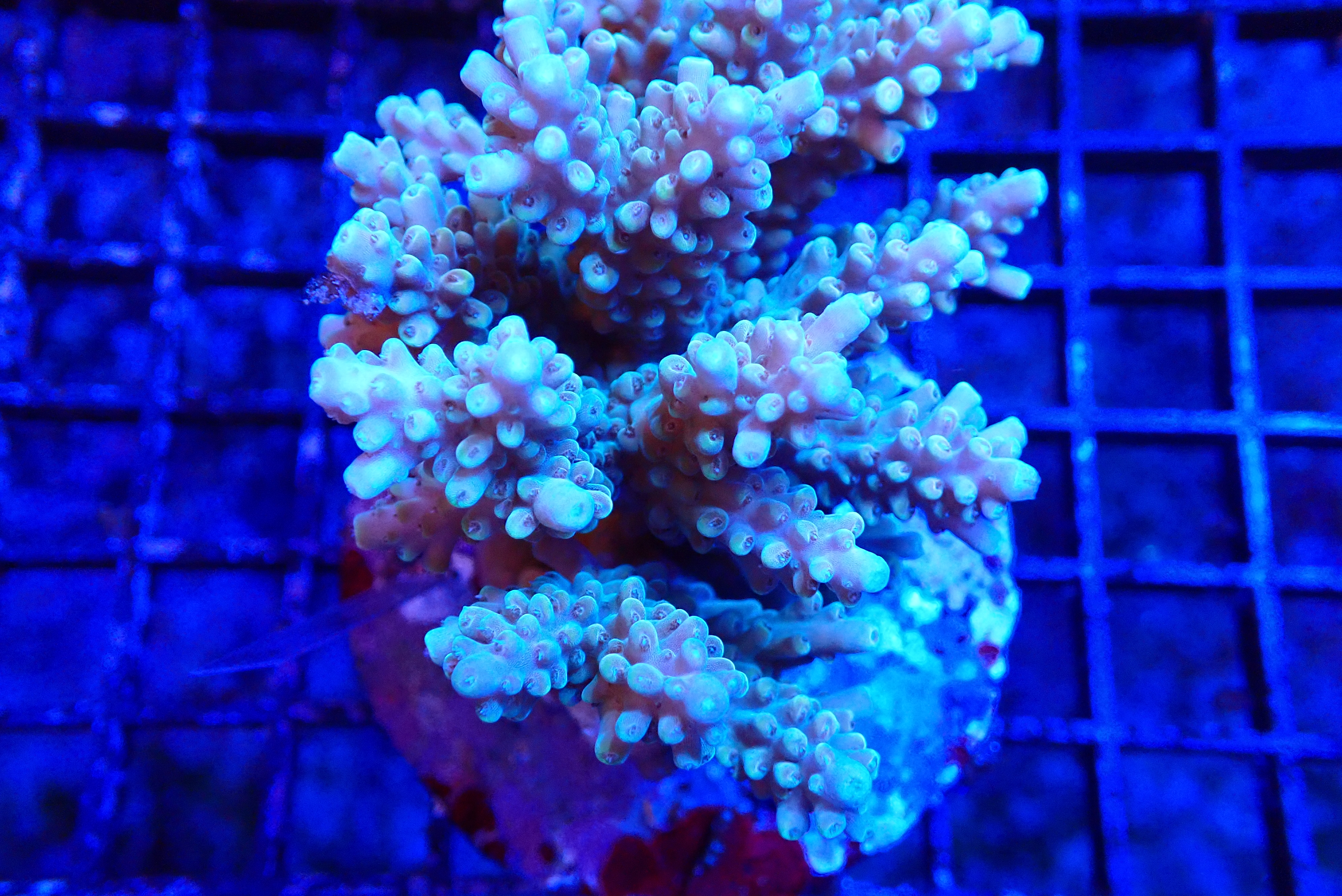 BLUE POLYP ACROPORA