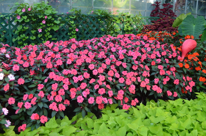 Sunpatiens Compact Purple Candy Quart