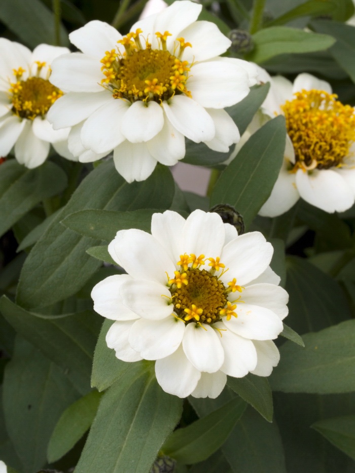 Zinnia Profusion 5 Color Mix Quart