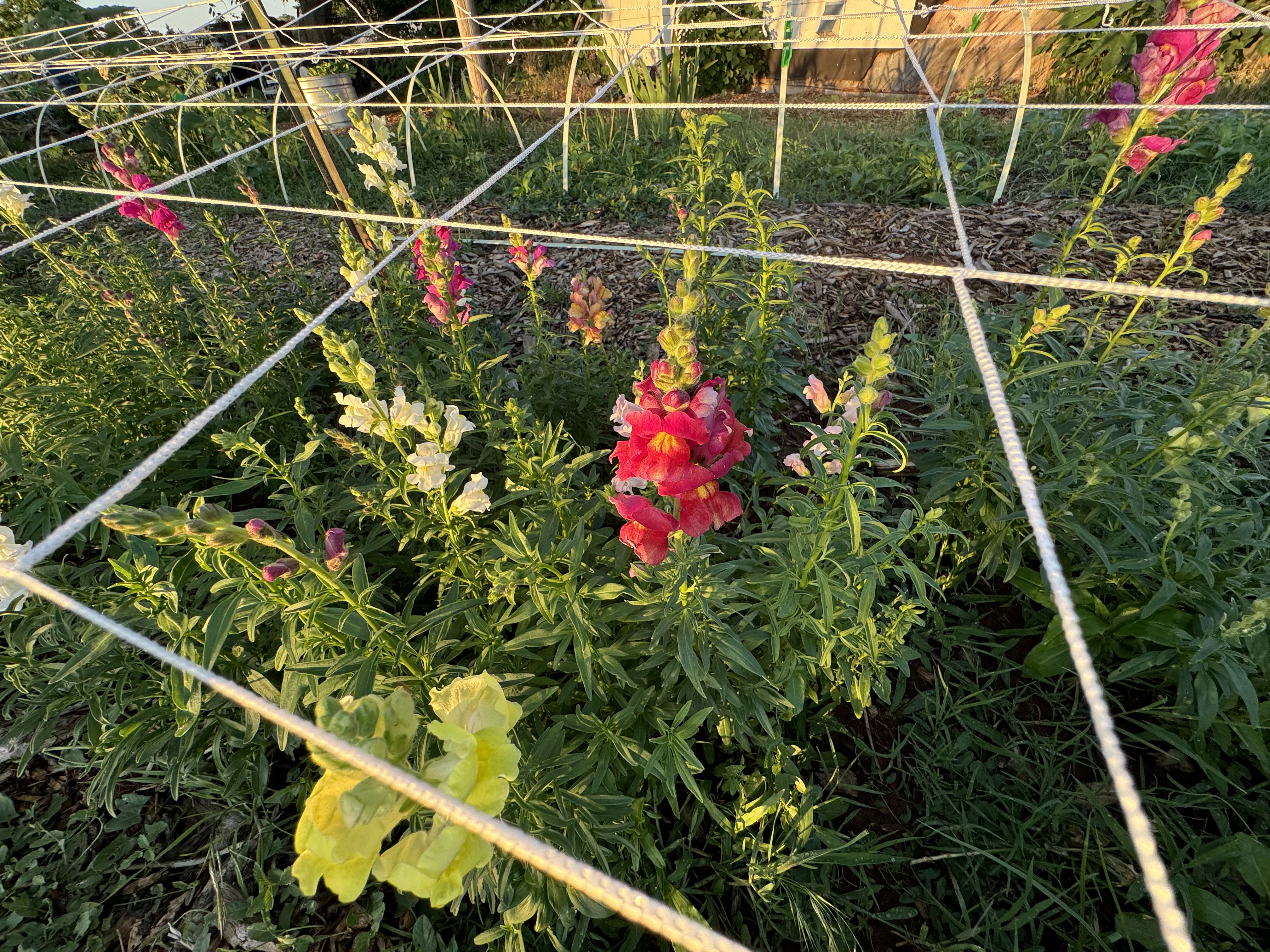 FARMERS CHOICE BUCKET thumbnail 4