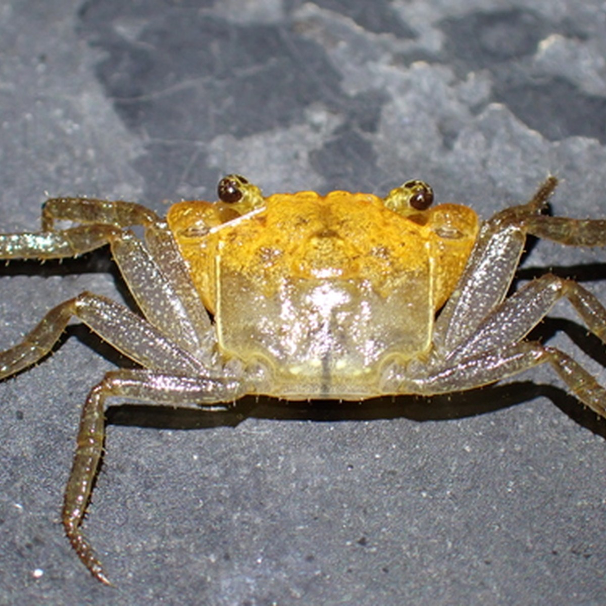 Vampire crab