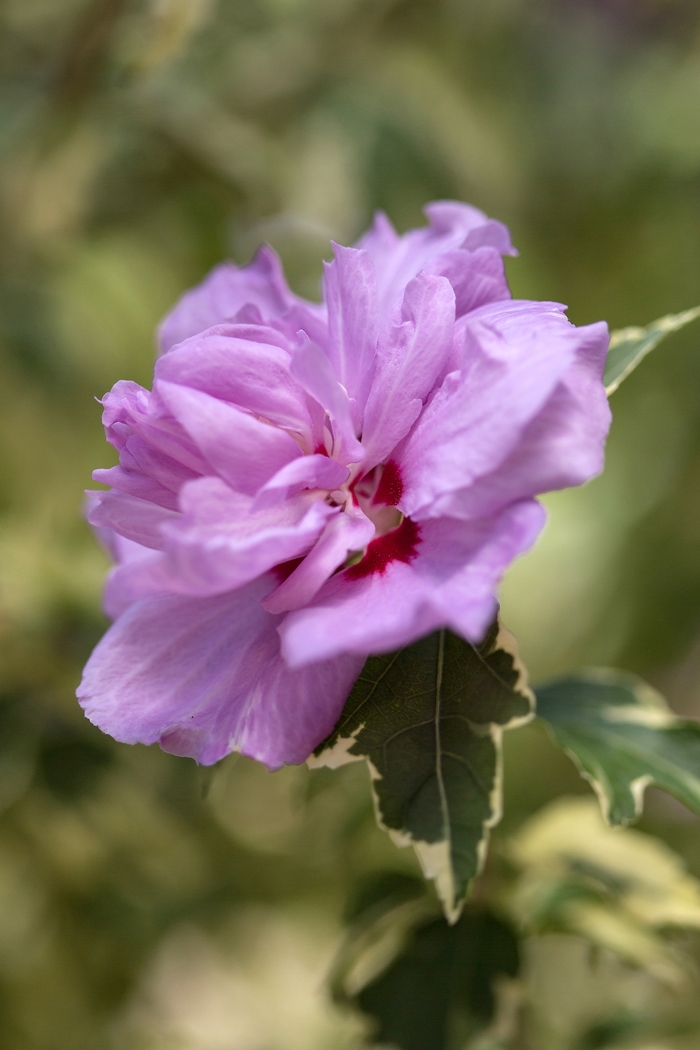 Althea Violet Satin 6 Gal Tree Form