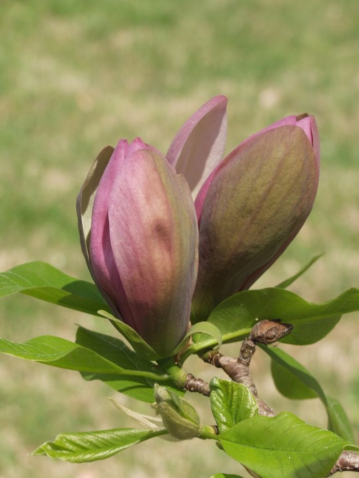 Yellow bird Magnolia 6-7'