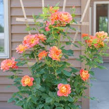 Rise Up Emberays Rose, 3 gallon