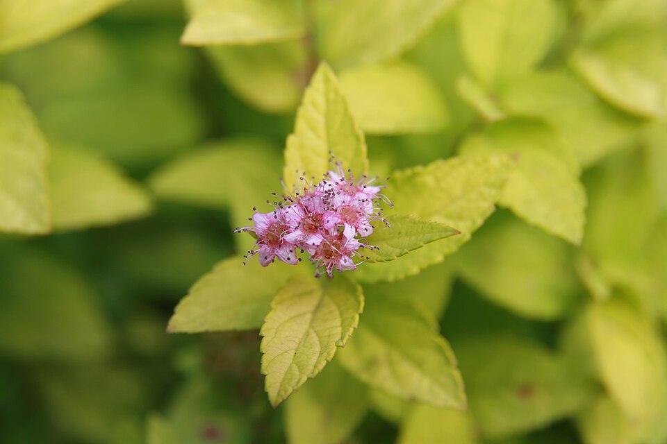 Spiraea japonica 'Lemon Princess'