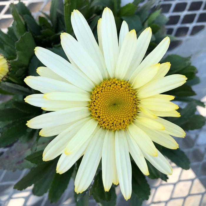 Shasta Daisy Western Star Leo 1 Gal