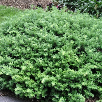 Yew Densiformis 3 Gal