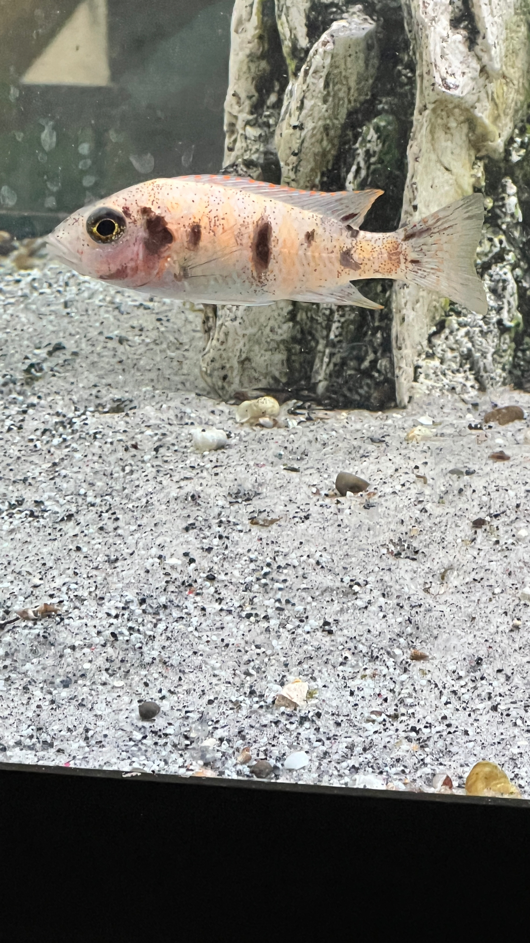 White OB Peacock