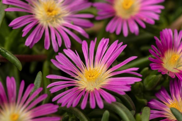 Ice Plant Sandgem Yellow Quart