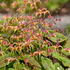 Galadriel Barrenwort (Epimedium), 1 gallon