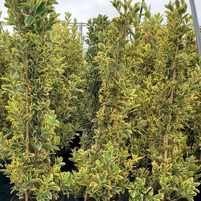 Euonymus Green Spire 1 Gal