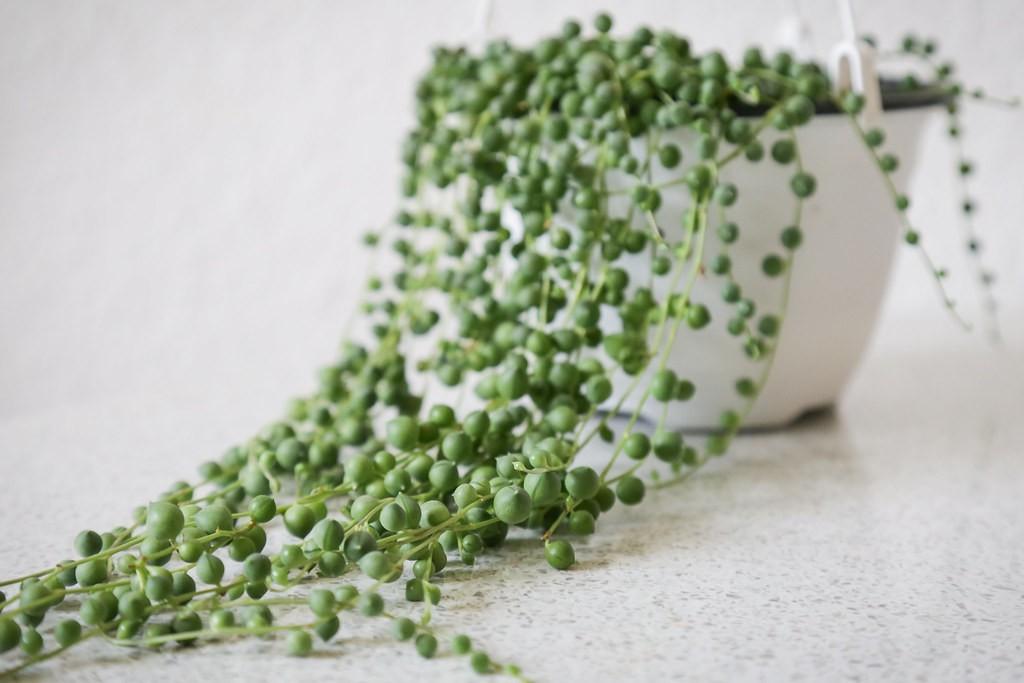 String of Pearls - 1x Mini Plug - Interesting Trailing House Plant