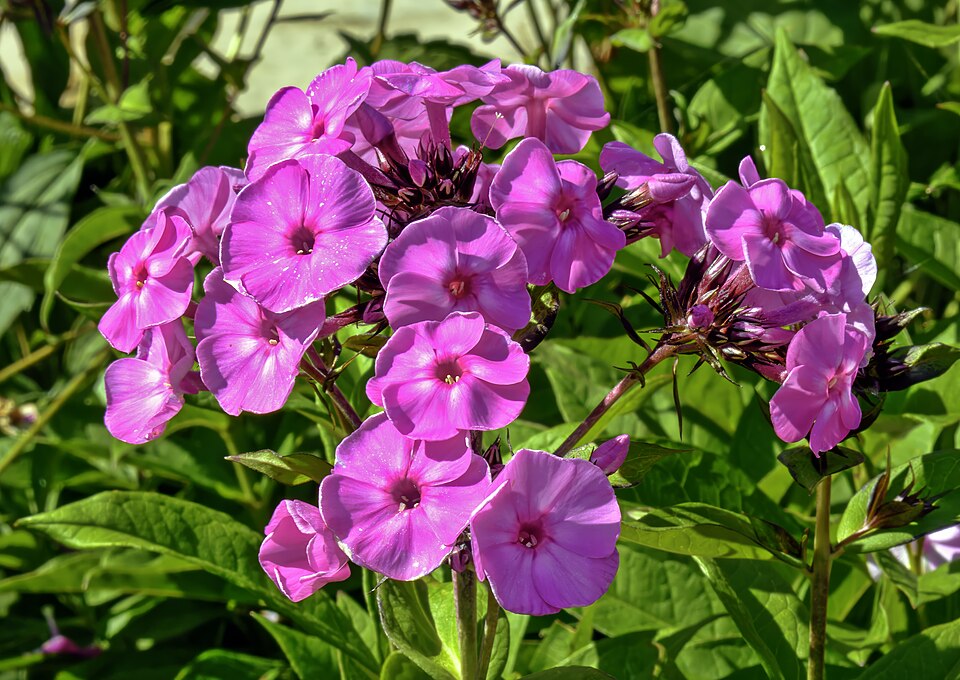 Phlox paniculata 'Jeana' (Garden Phlox)