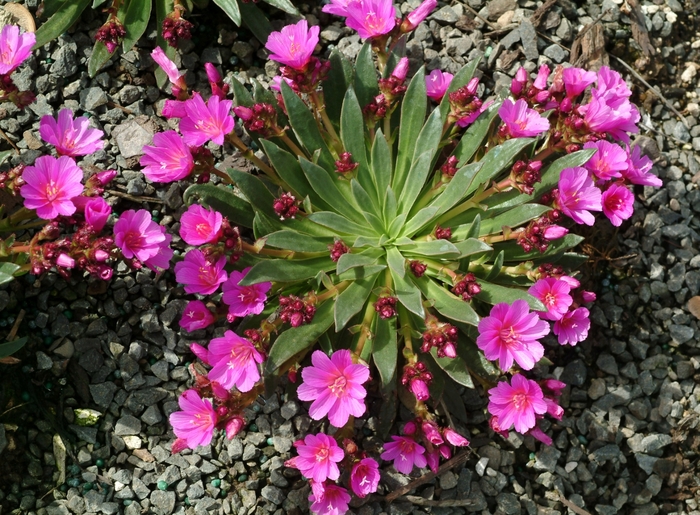 Lewisia Saira Coral 6"